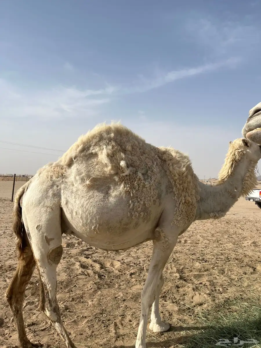 لحقه كفووو عفرا 1