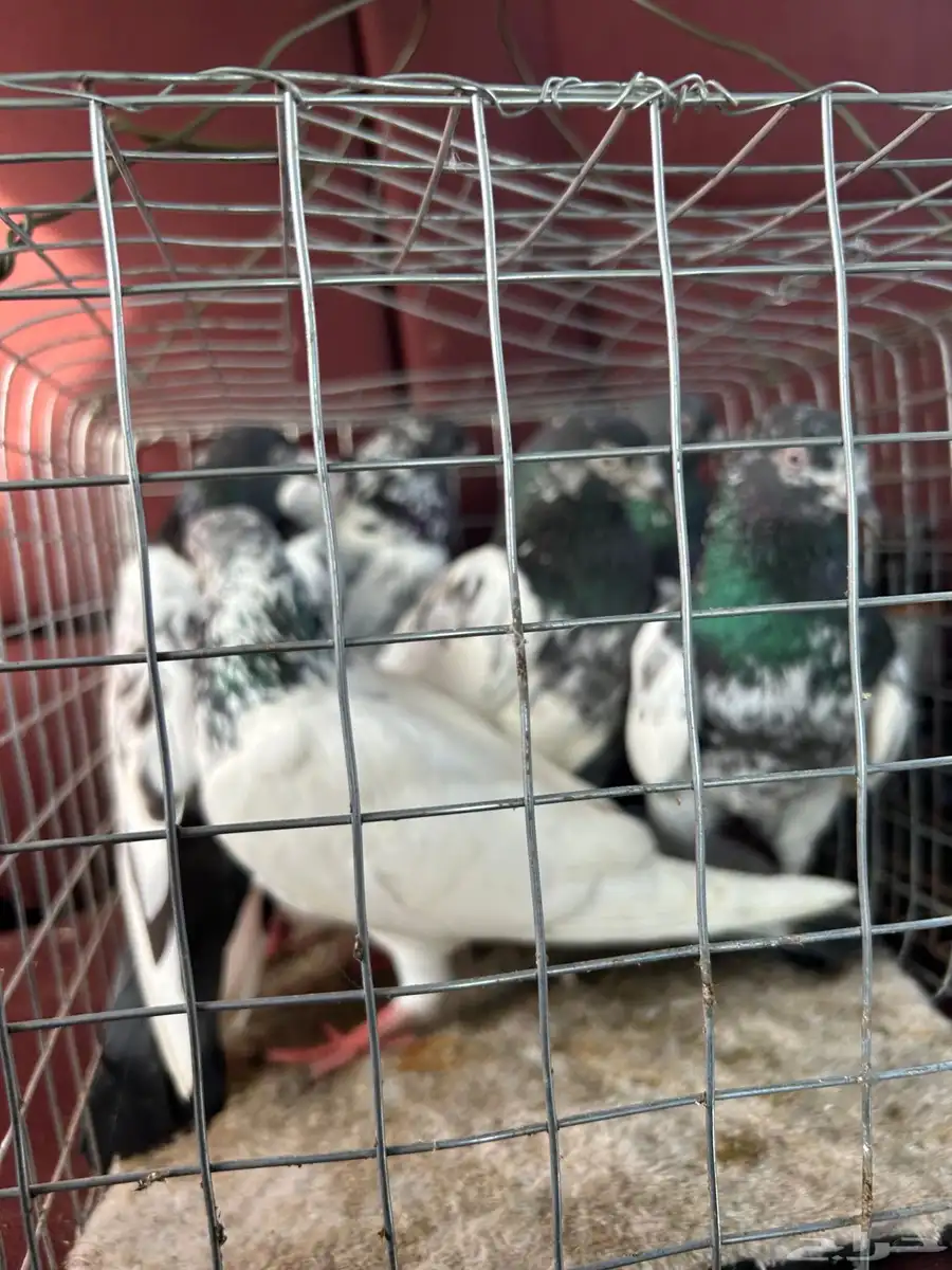 حمام 0