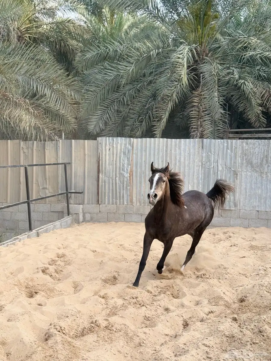 مهره شعبيه 3