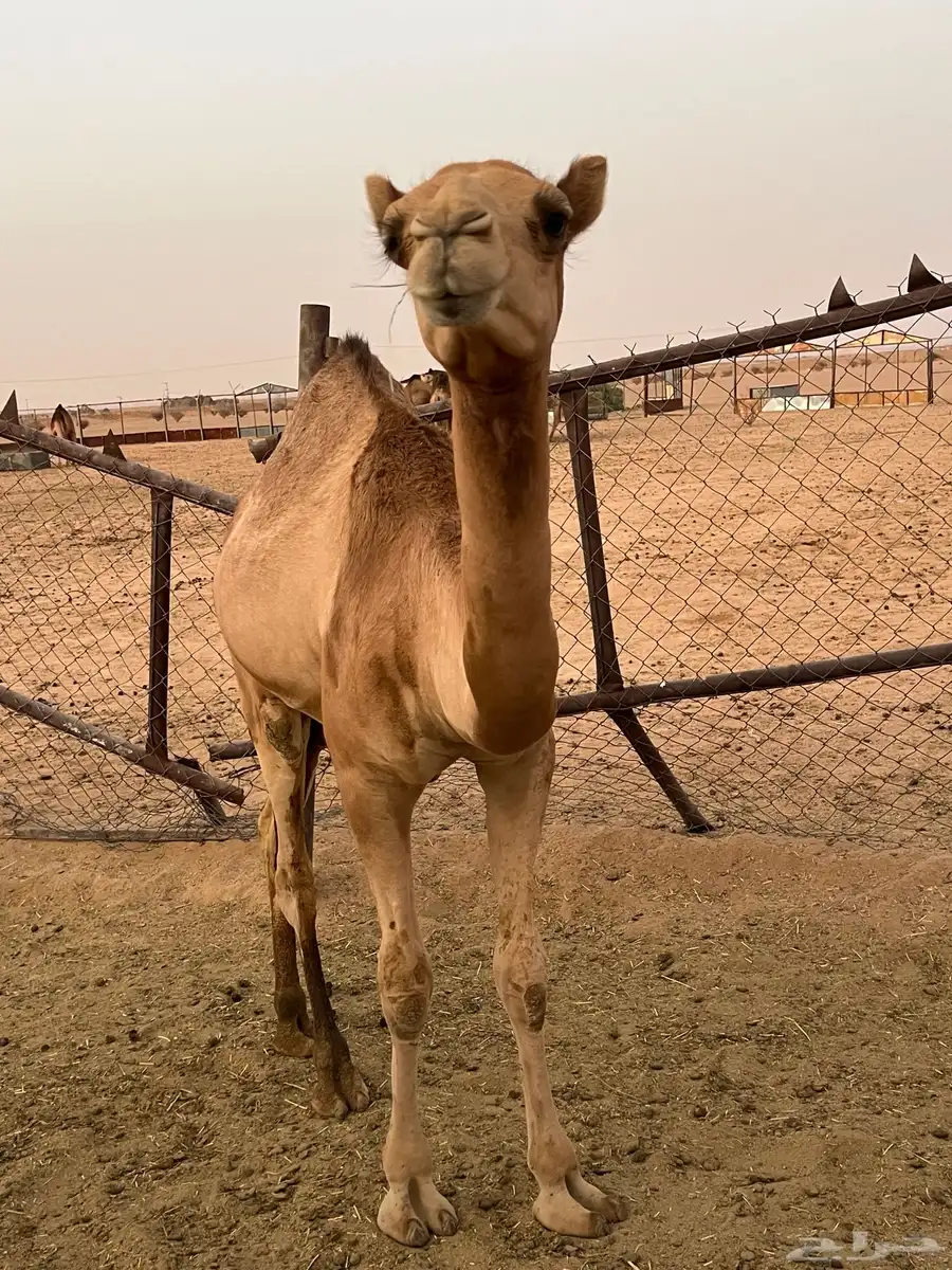 بكره 4