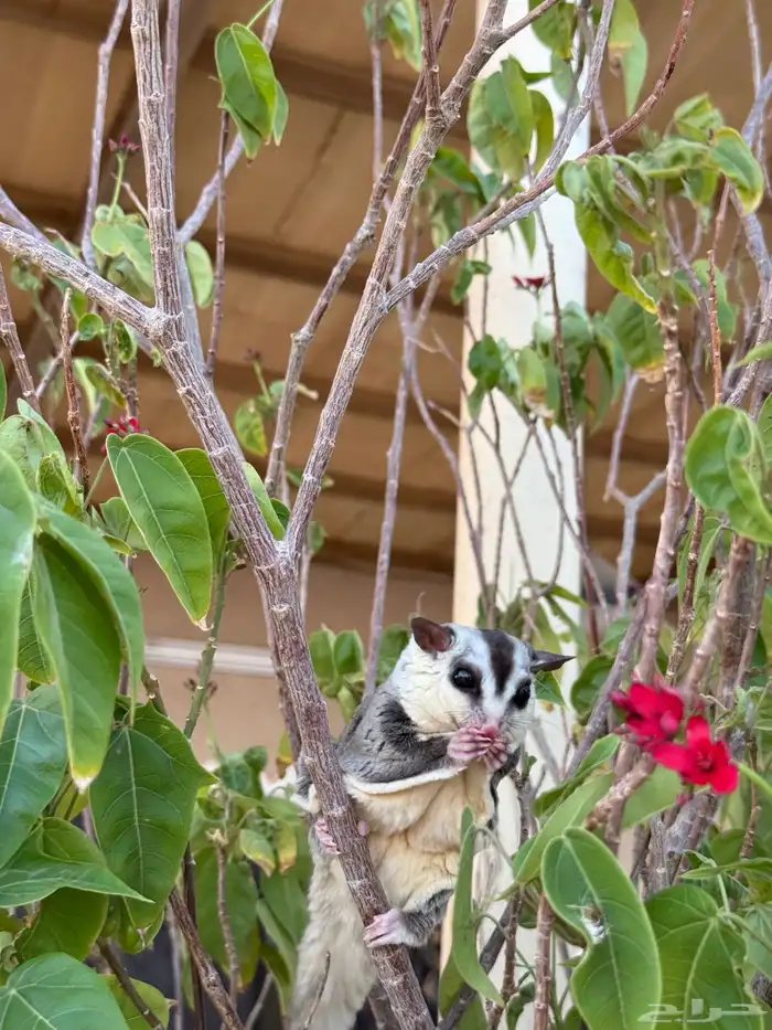 للبيع سنجاب الطائر وايت فيس 3
