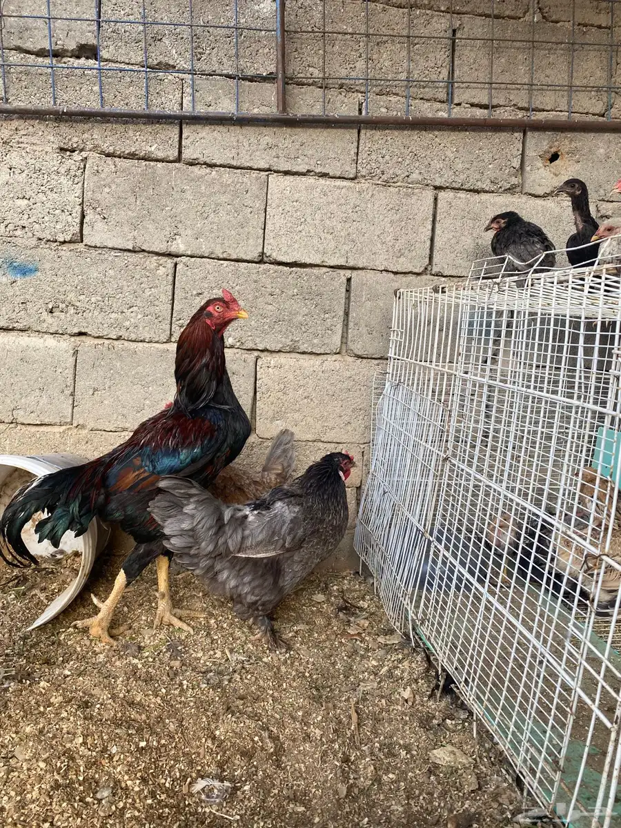 دجاج 4
