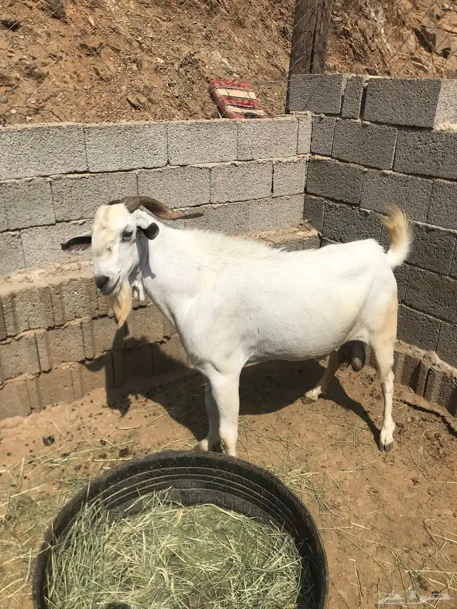 فحل بيشي جامع مشروط 3