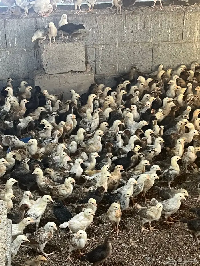 صوص بلدي العمر شهر نظيف ع الشرط ماخذ جميع التحصينات 0