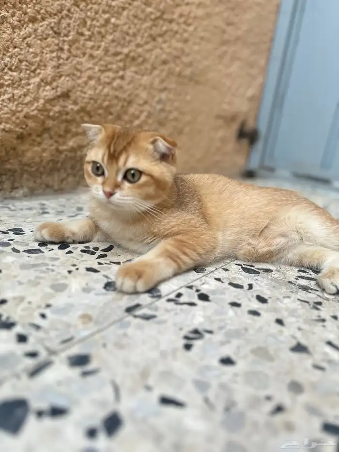 ذكر سكوتش فولد 3