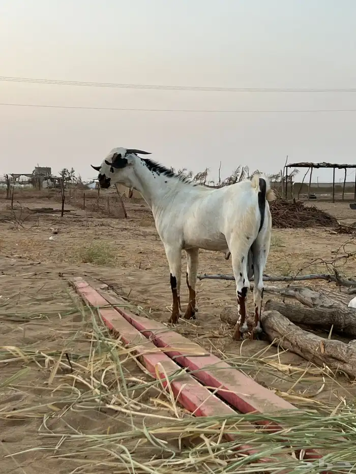القنفذة 0