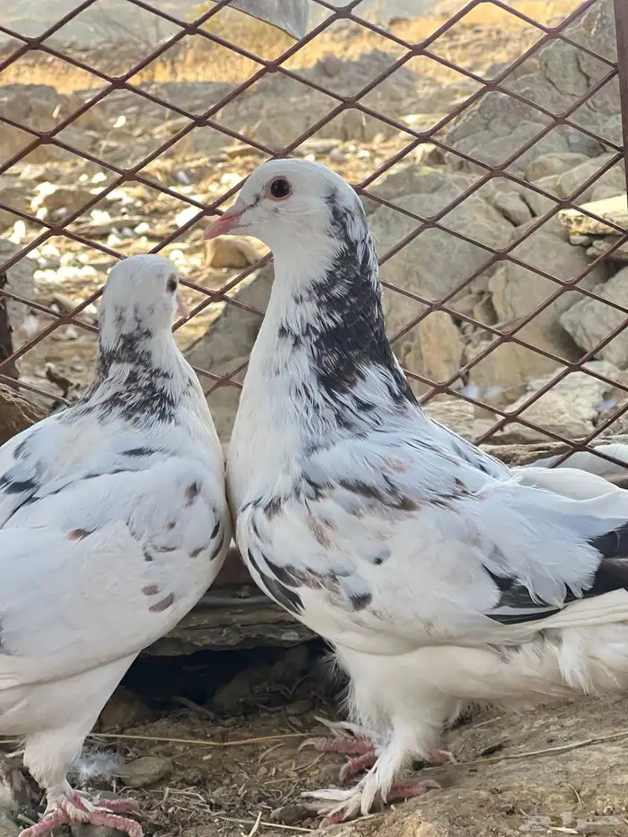 حمام زينه للبيع 5