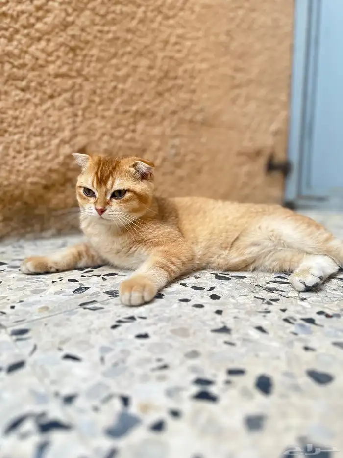 ذكر سكوتش فولد 4