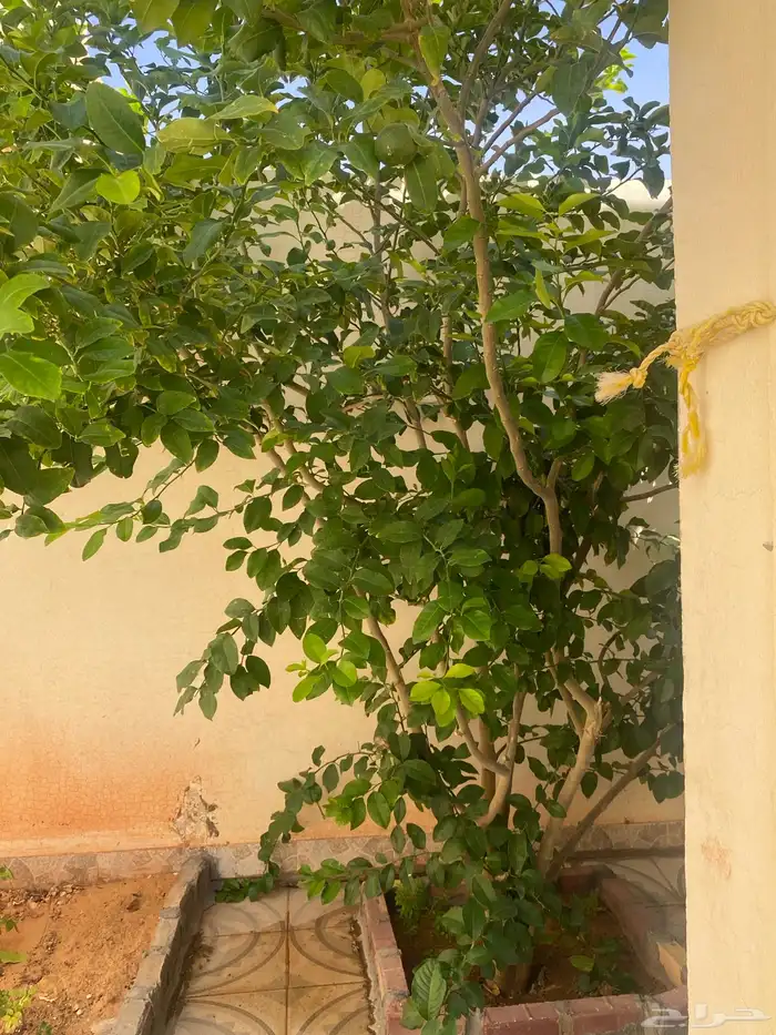 للبيع اشجار جميع انواع الحمضيات مثمر عمره 4سنوات 0