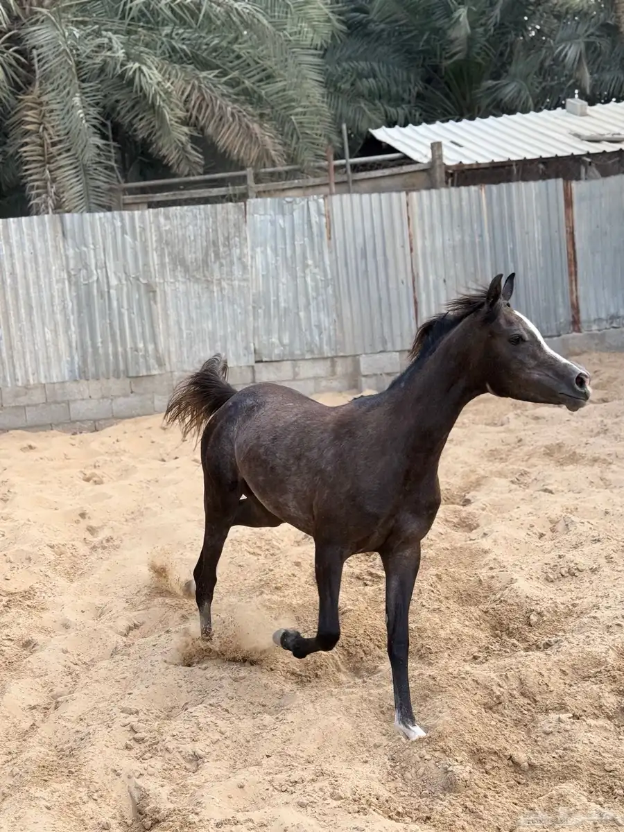 مهره شعبيه 2