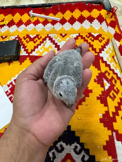 فروخ كنيور 0