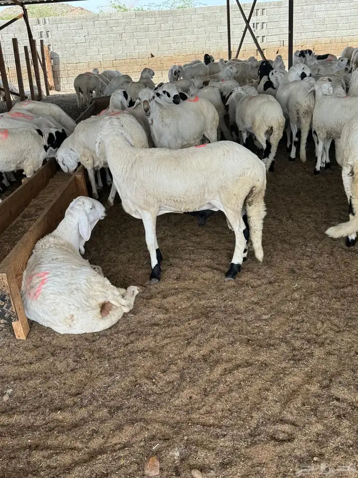 سواكني مربى شبية الحري زواج - عقيقة - مناسبات 0