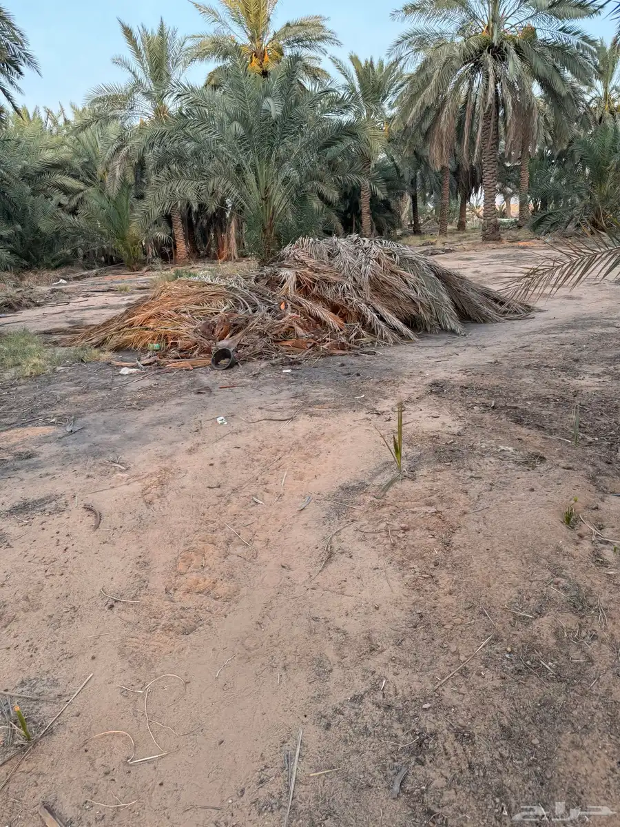 جريد نخيل 0