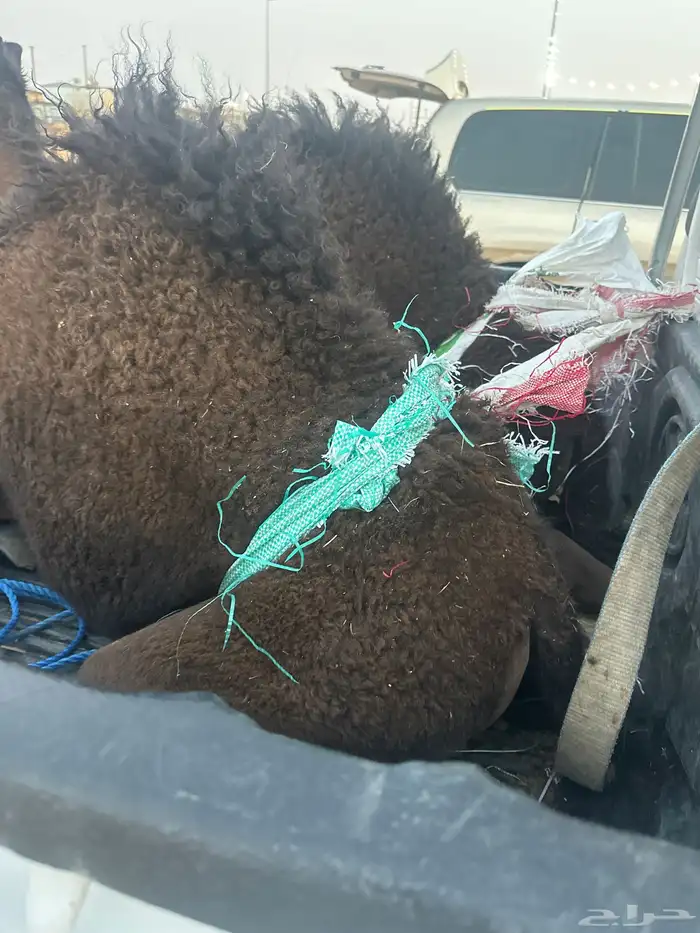 قعدان طيبه 0