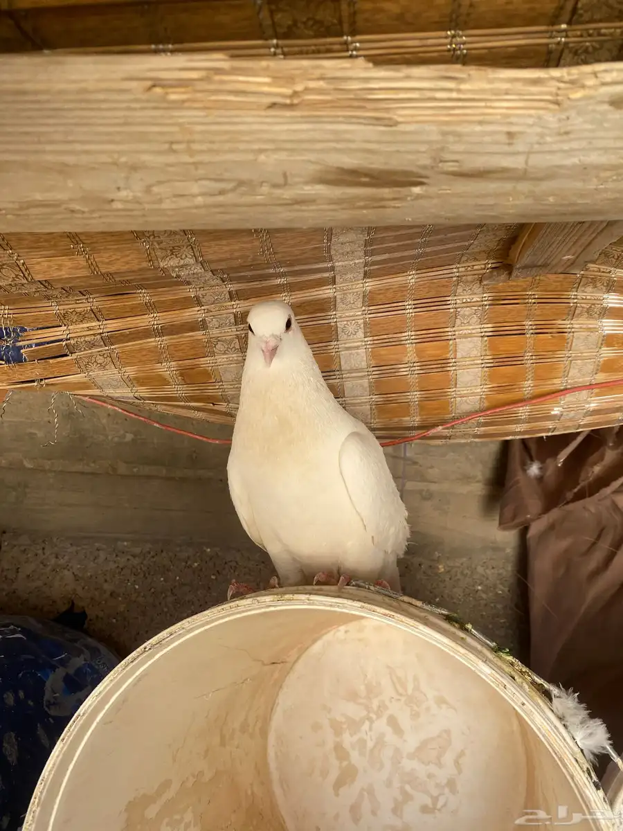 حمام فرنسي الصحه 1