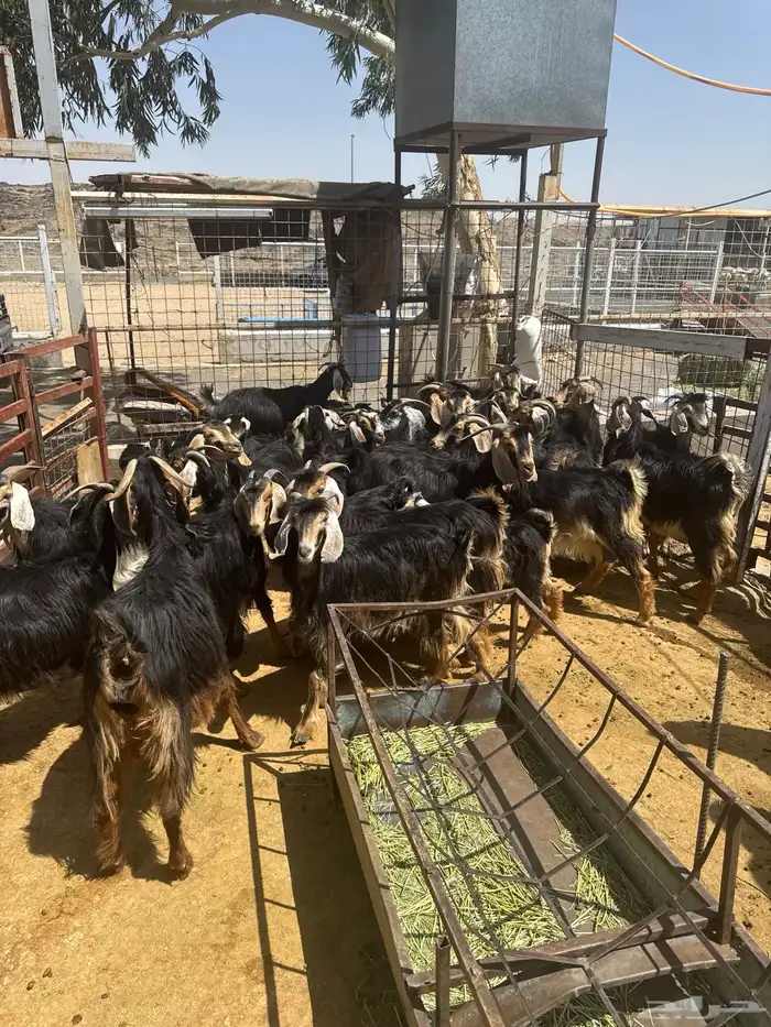 معزا. حو العدد 24 راس وتحتها 8 11