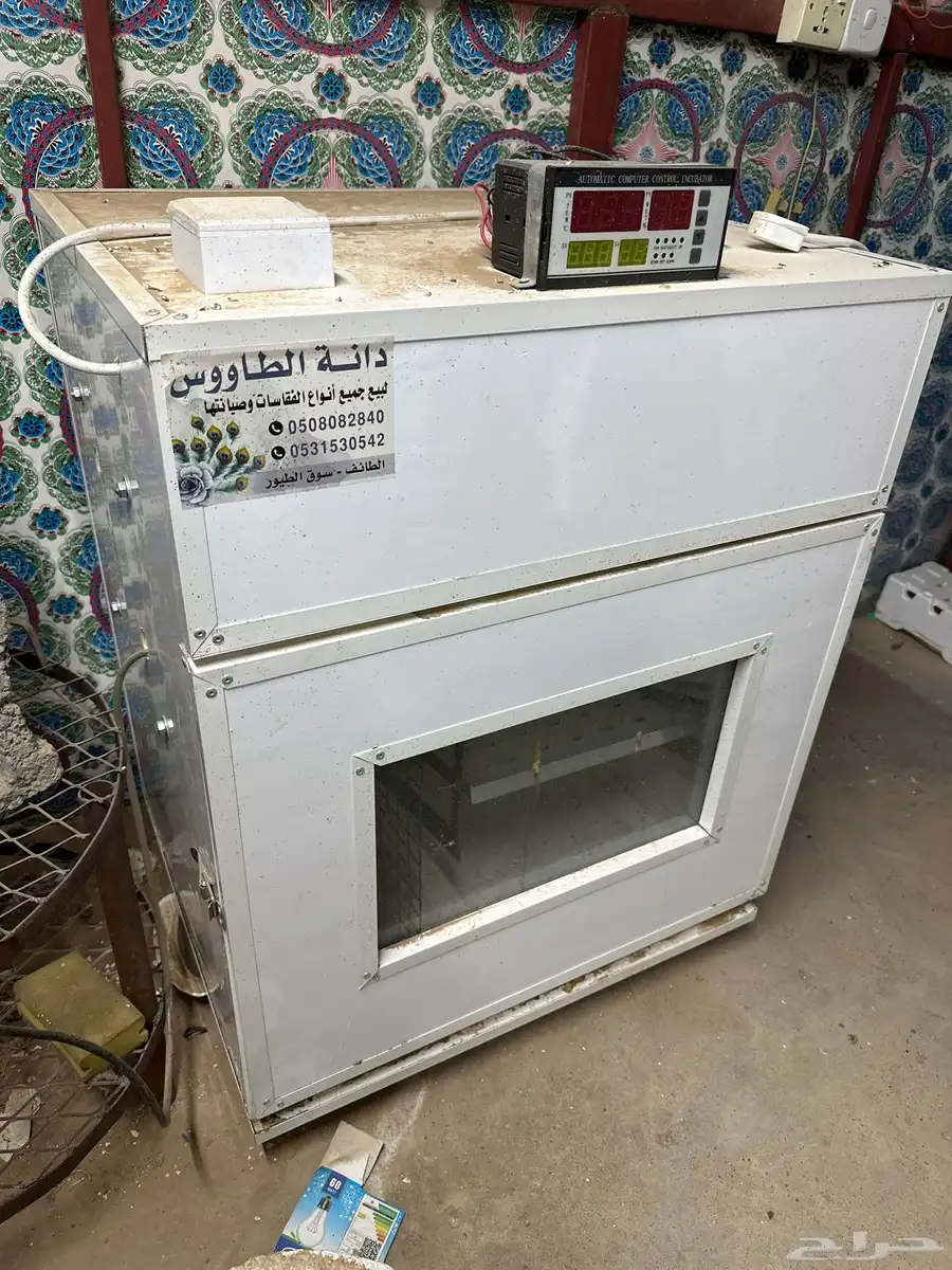 دجاج بلدي 2