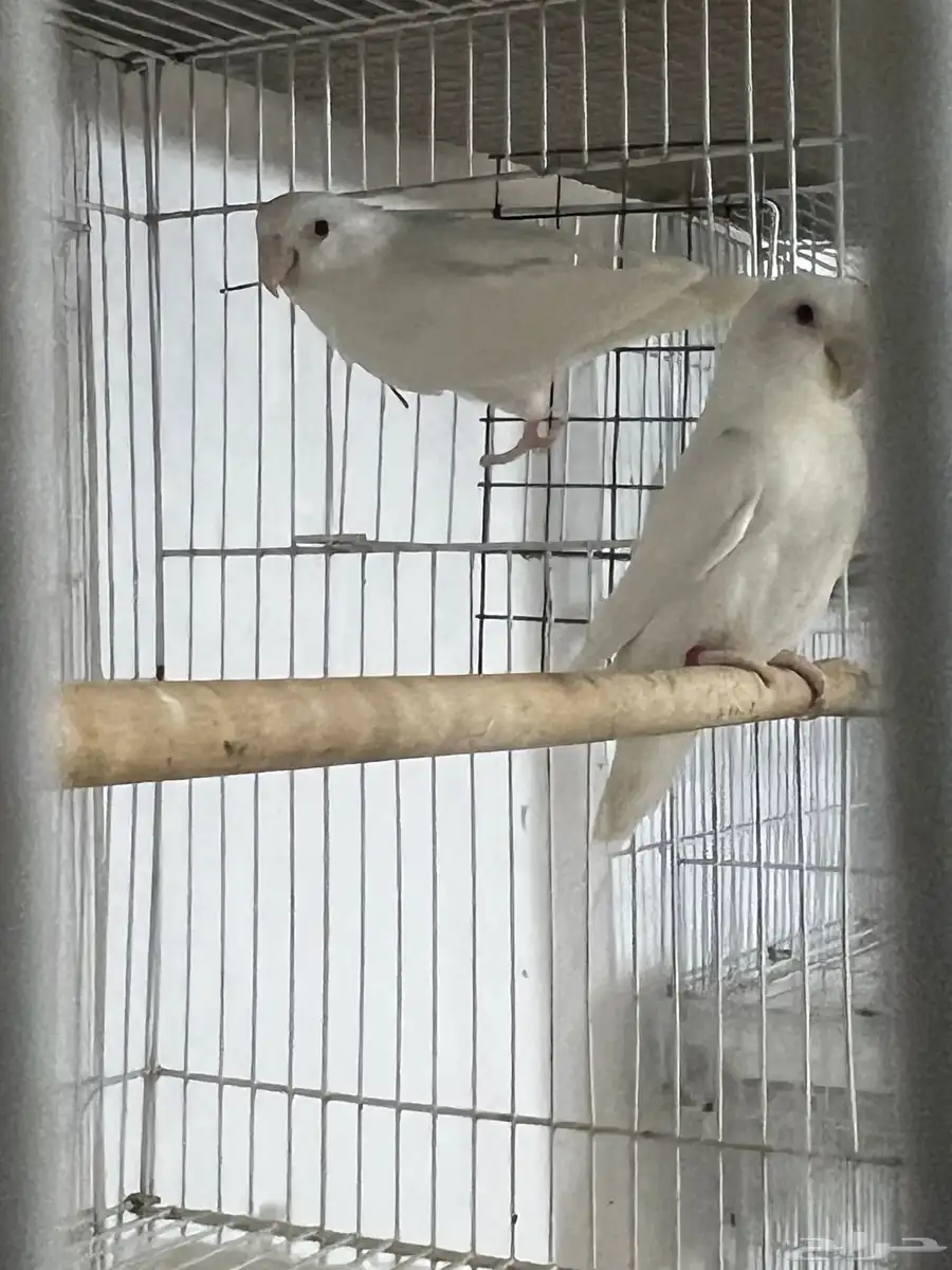 روز البينو اناثي 2