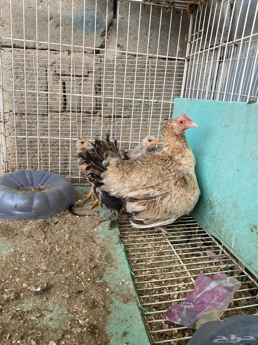 دجاج 2