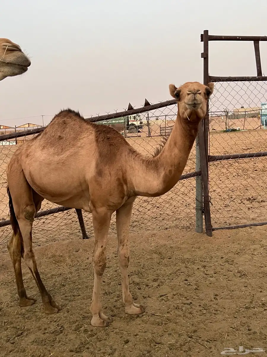 بكره 0