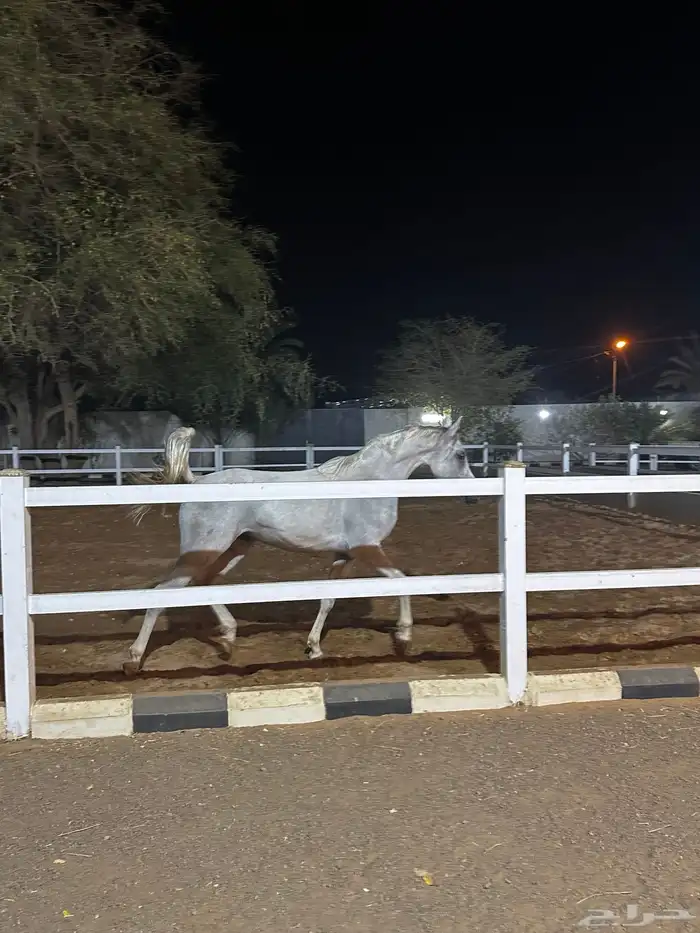 مهره شعبيه بكريه او حاضنه 2