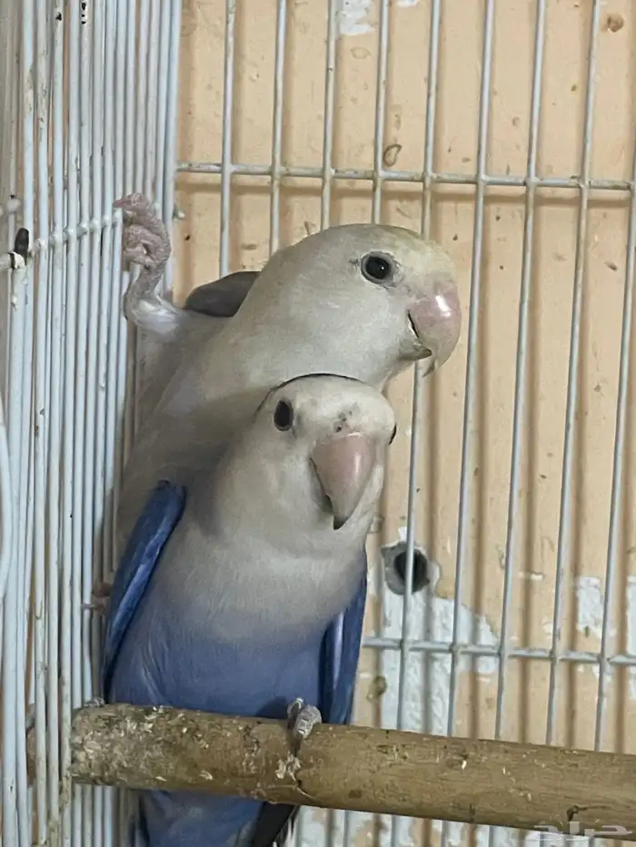 ببغاء اللهم بارك طيور الروز 1