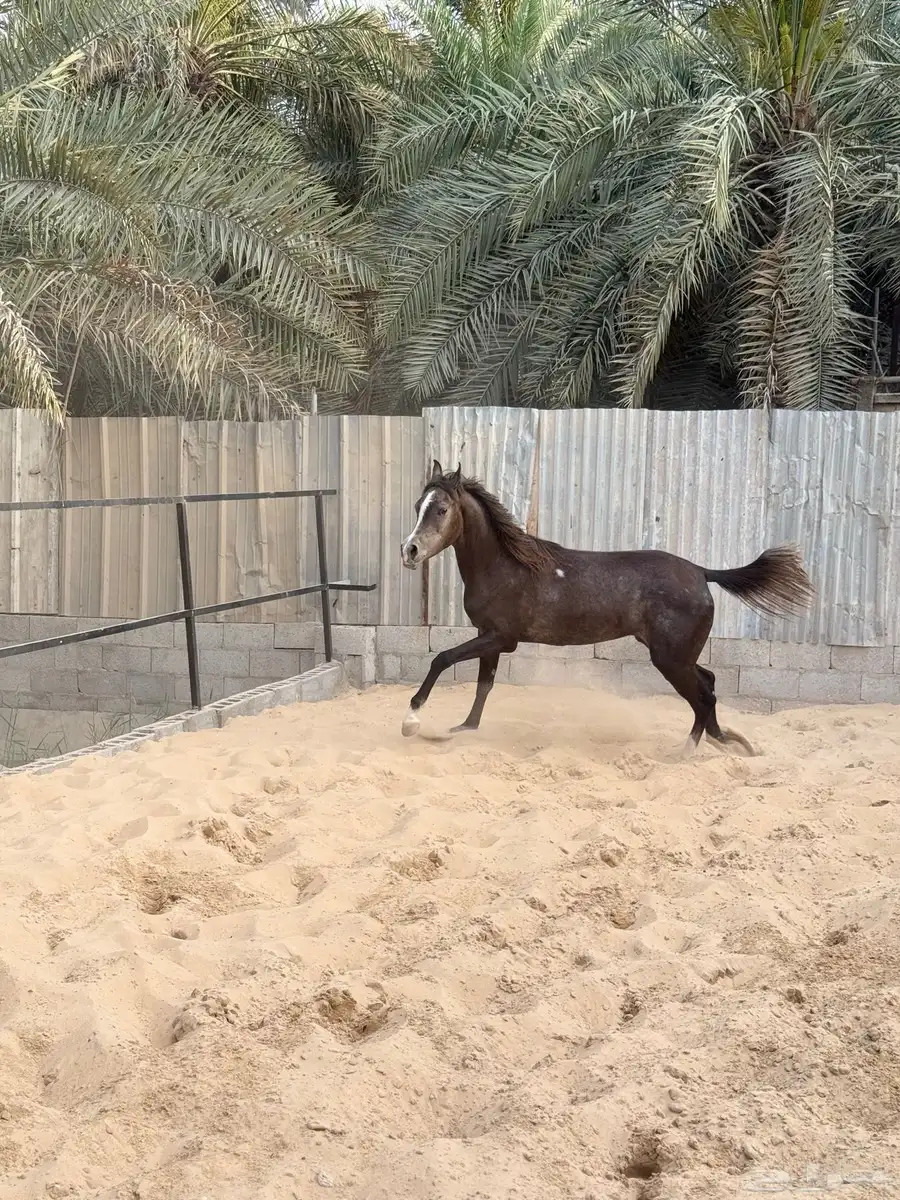 مهره شعبيه 5