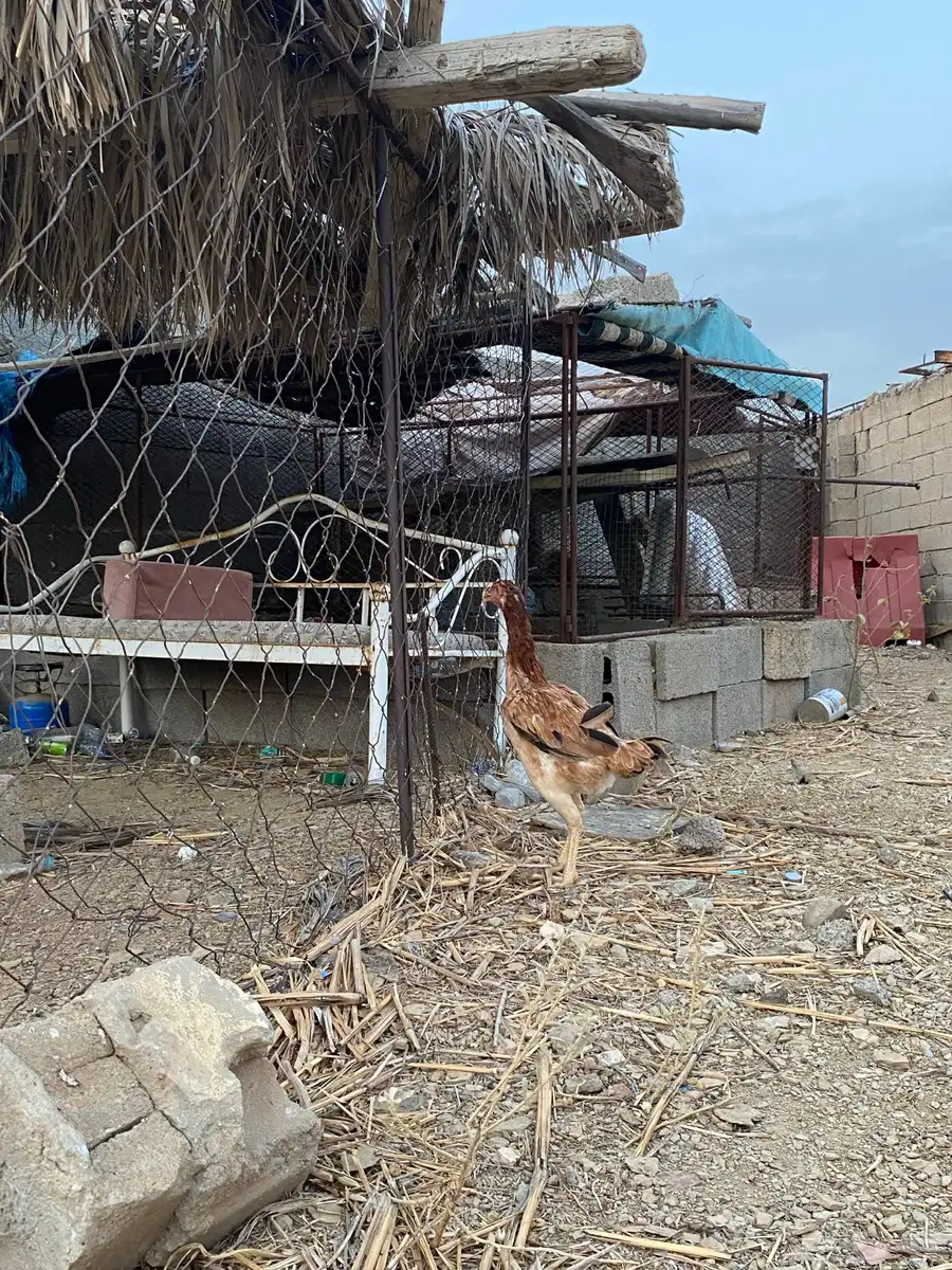 دجاجه سندي 3