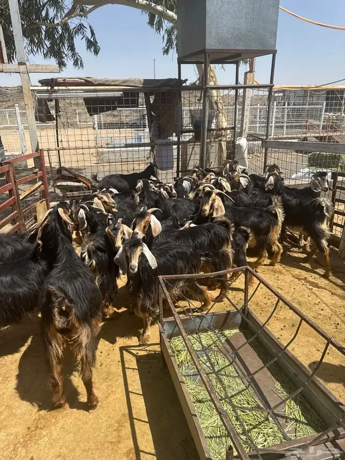 معزا. حو العدد 24 راس وتحتها 8 10