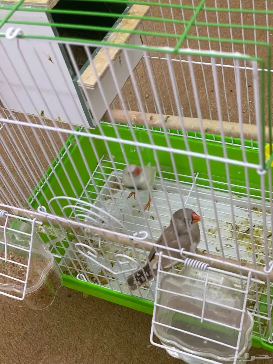 عاجل رزيبرا انتاج طيور حب منتجه هولندي 2