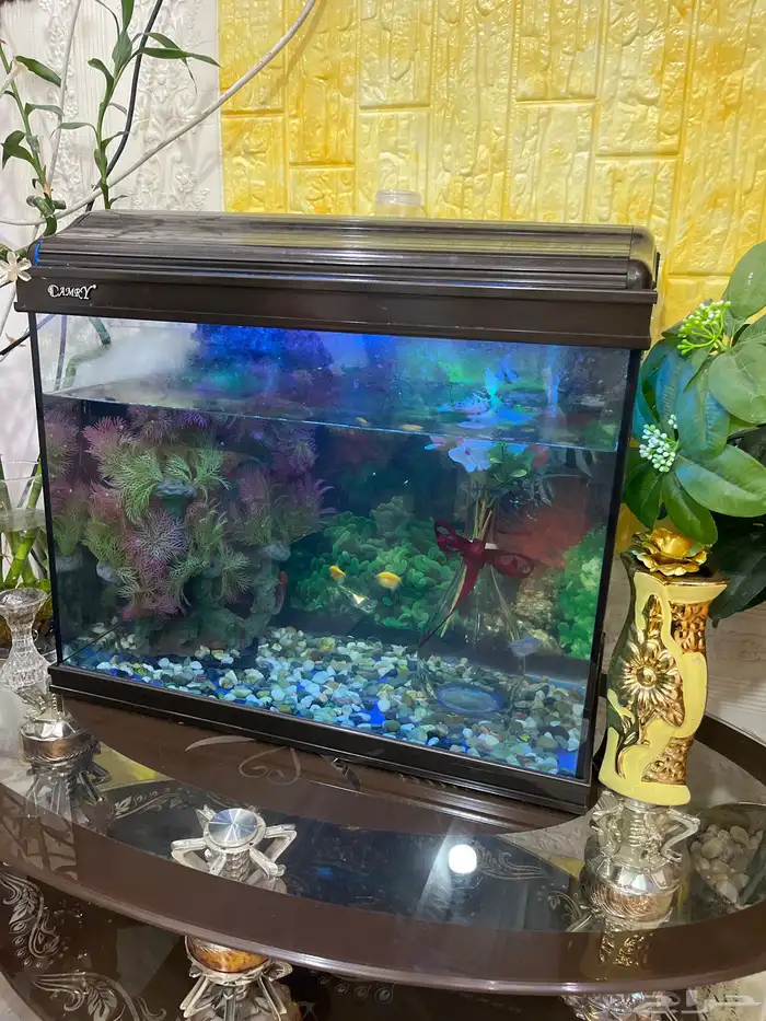 حوض سمك 1
