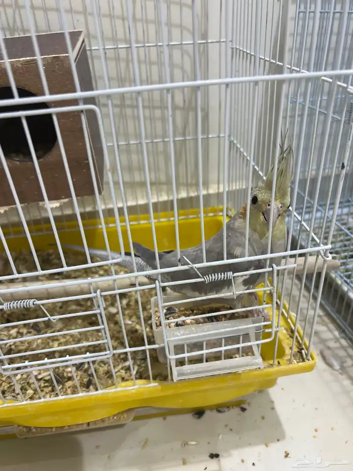 للبيع ببغاء كروان باكستاني 2