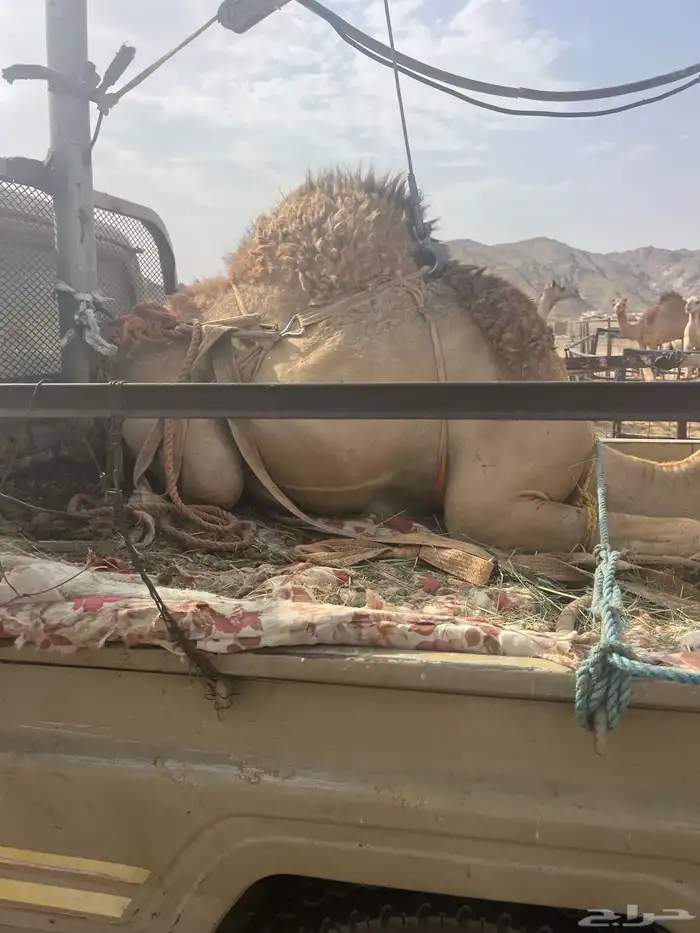 قعدان زواجات ومبادي 0
