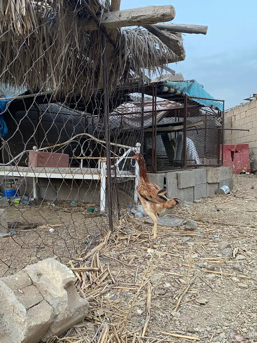 دجاجه سندي 2