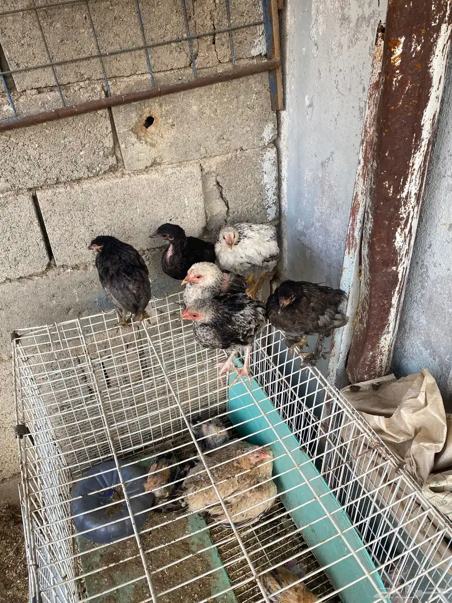 دجاج 0