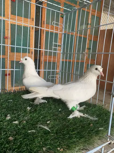 حمام تركي ابيض ( كرست منتج ) 3