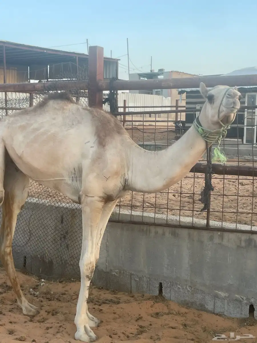رحول ركبي 0