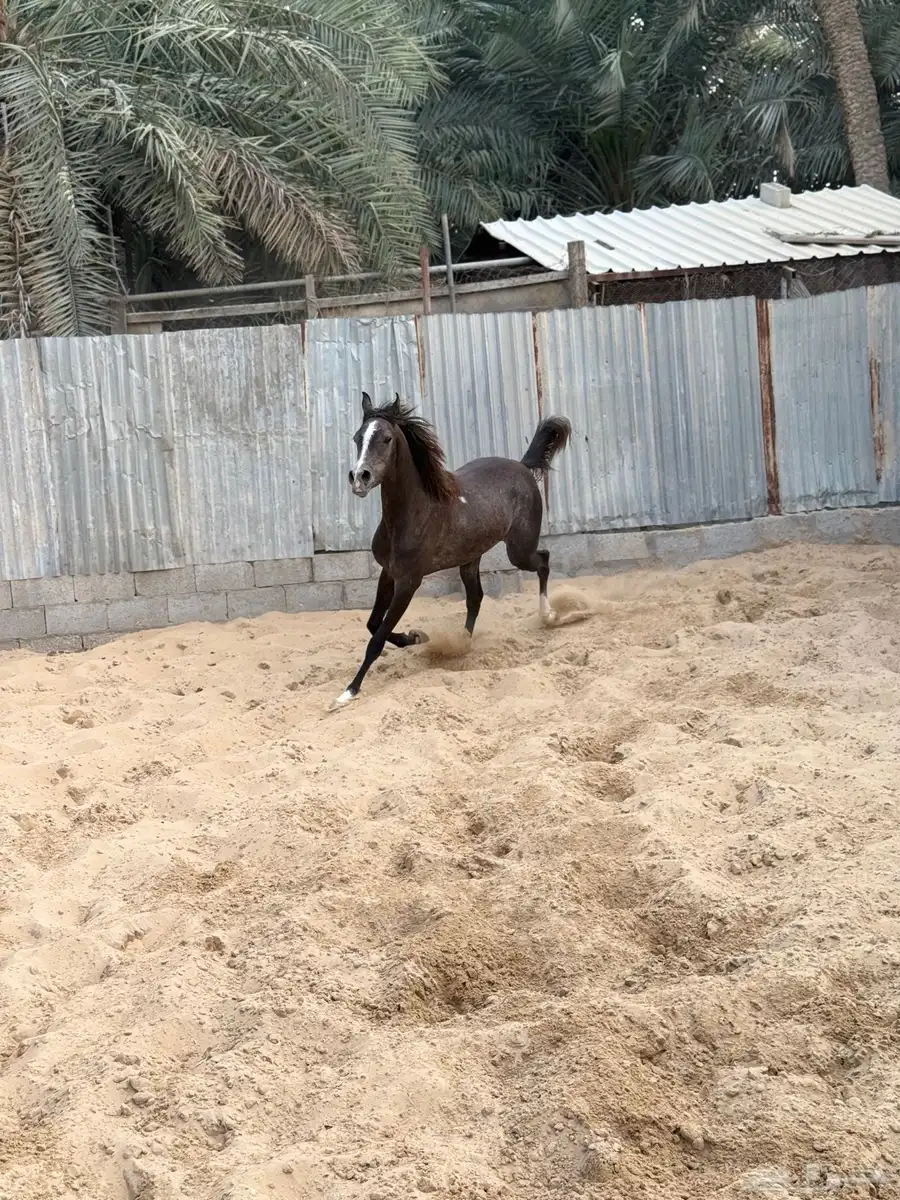 مهره شعبيه 1