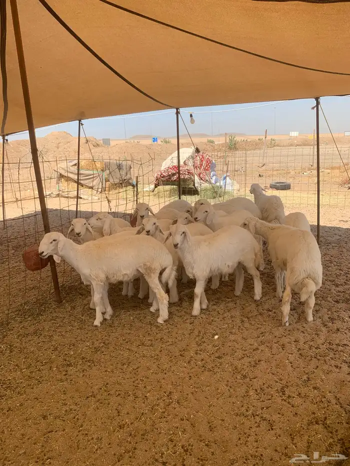 تيوس عوارض فل شحم ولحم وجفار يوجد صلخ وتوصيل 3