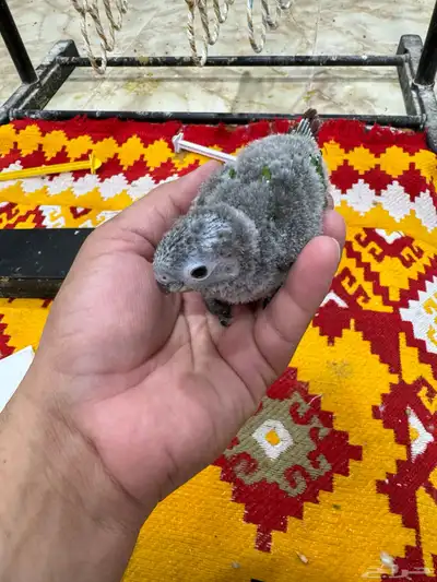 فروخ كنيور 3