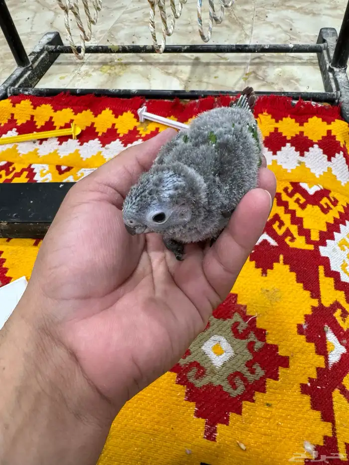فروخ كنيور 3