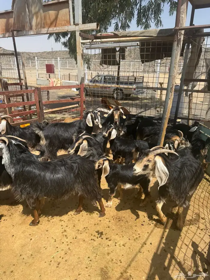 معزا. حو العدد 24 راس وتحتها 8 3