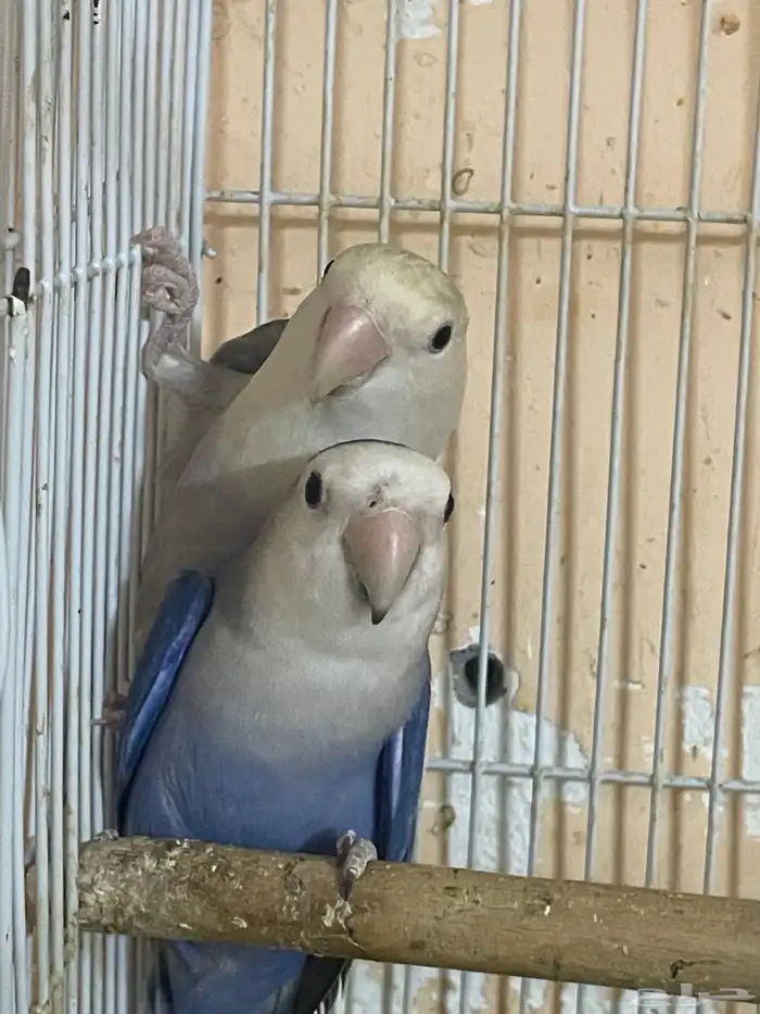 ببغاء اللهم بارك طيور الروز 0