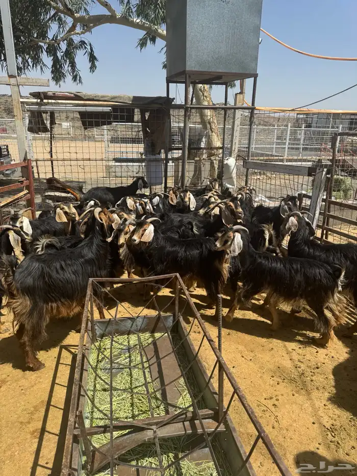 معزا. حو العدد 24 راس وتحتها 8 13