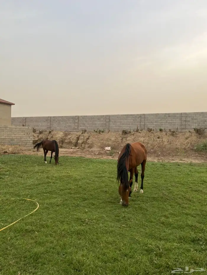 خيل للبيع العدد 2 2