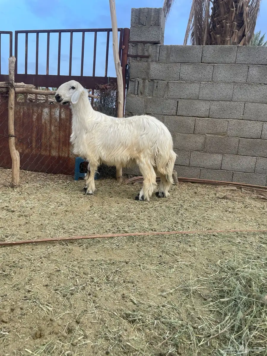طلي نجدي للبيع 0