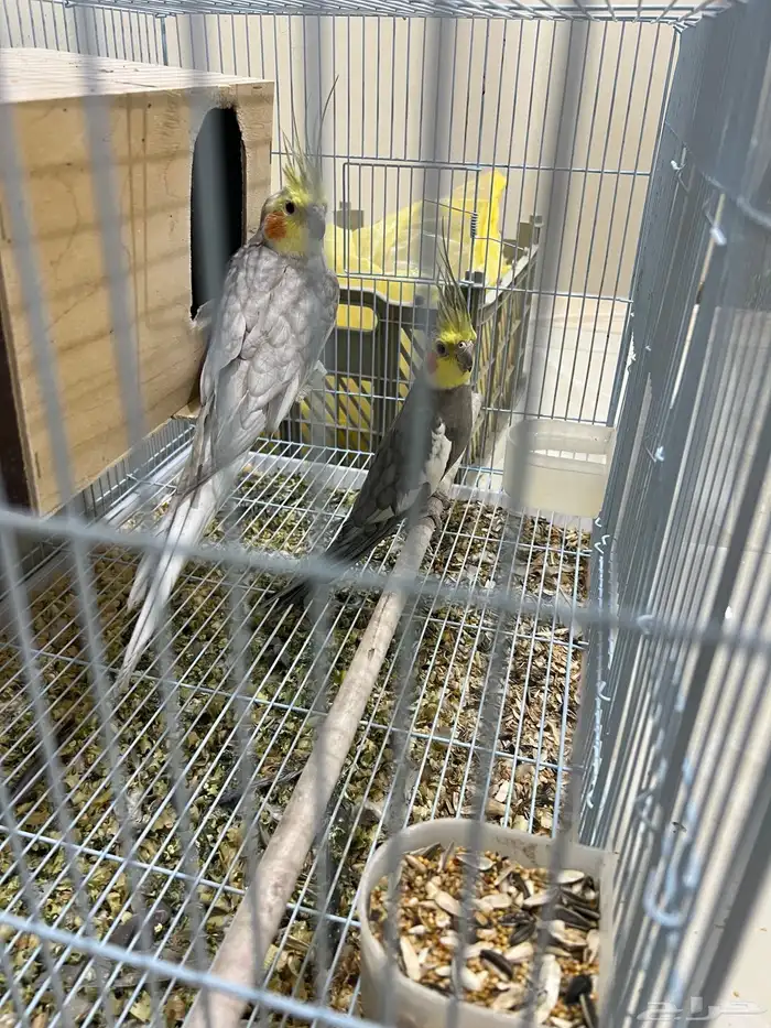 للبيع ببغاء كروان باكستاني 4