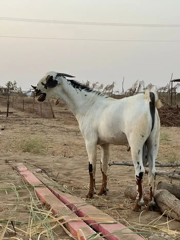 القنفذة 1