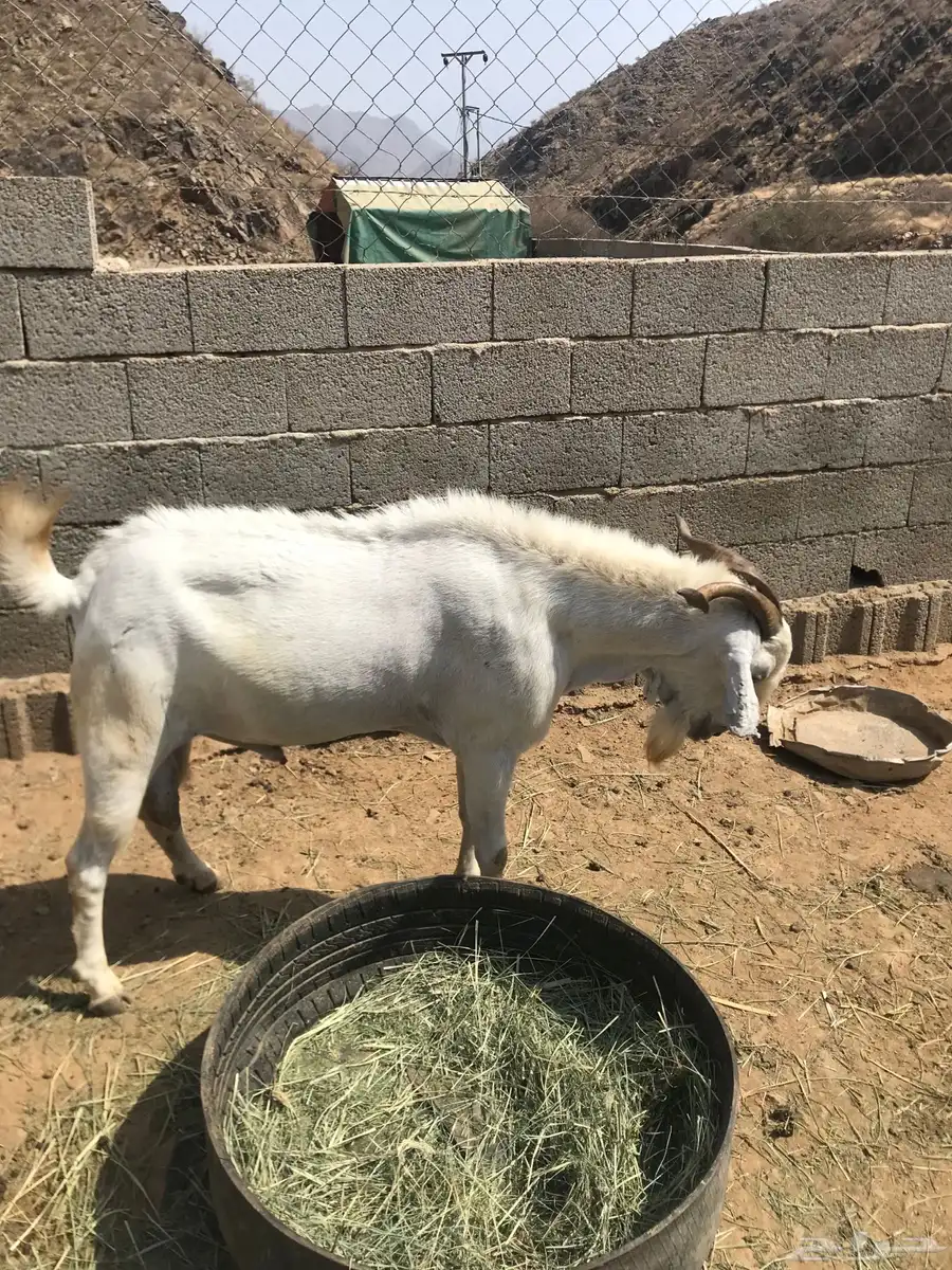 فحل بيشي جامع مشروط 4