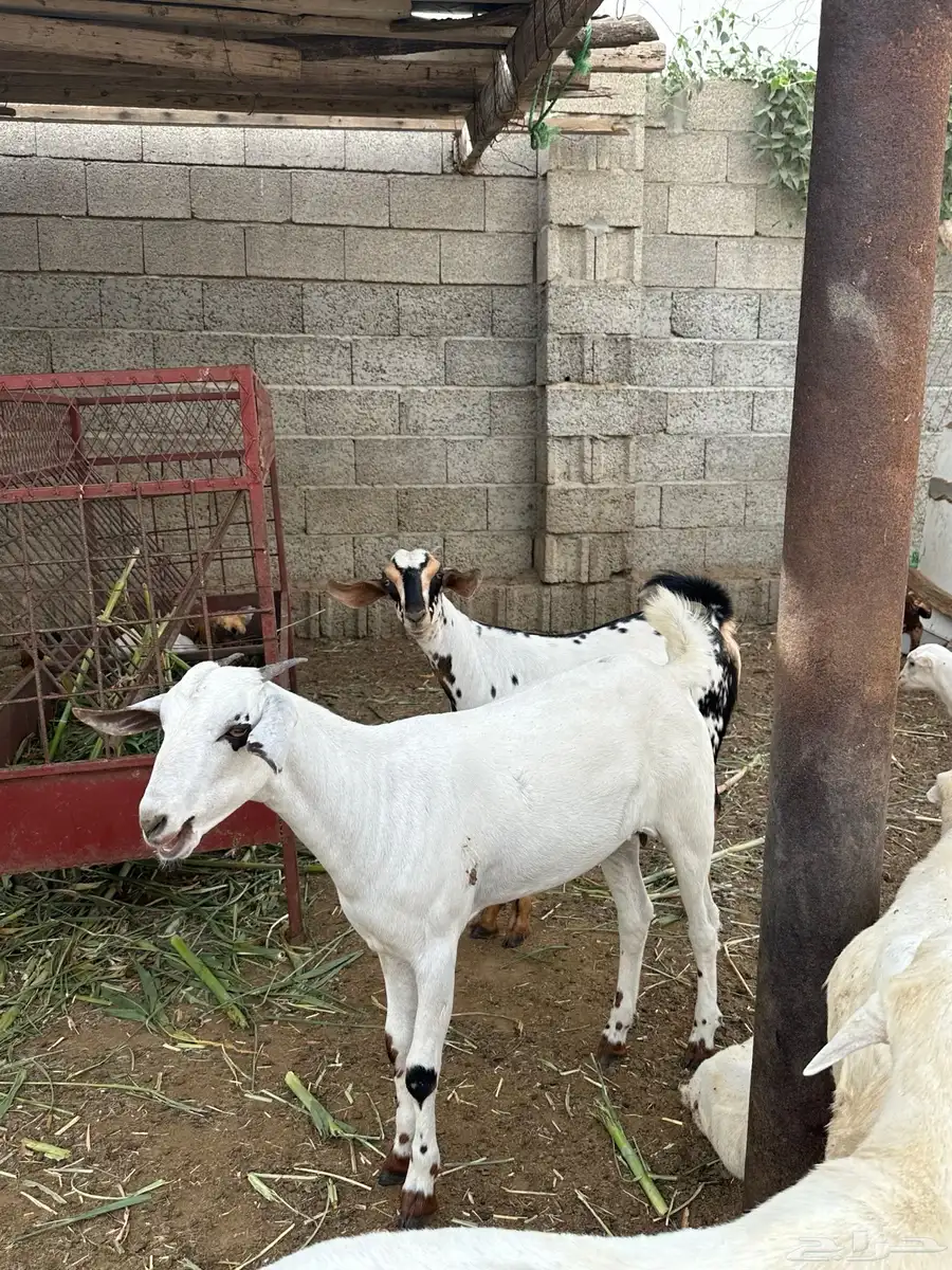 تيس وثلاث خبيش للبيع 6